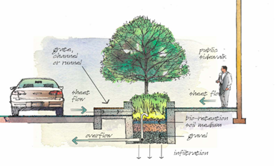 Stormwater Tree Wells